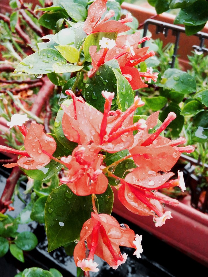 red flower with rain drop
