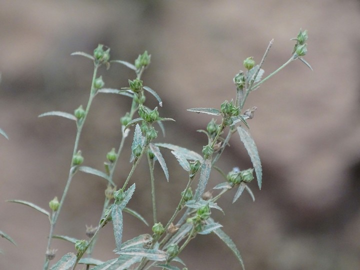 Plants