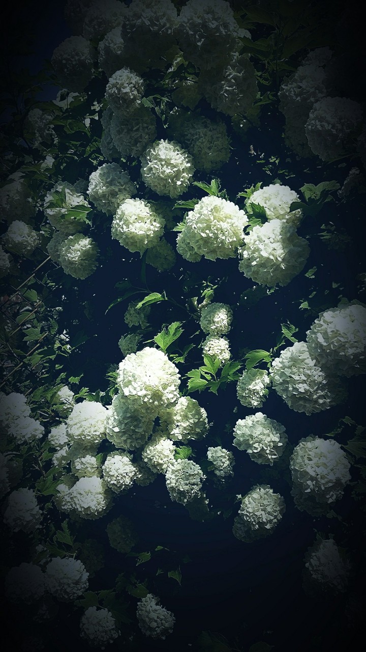white flowers