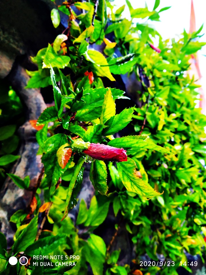 Mobile Photo