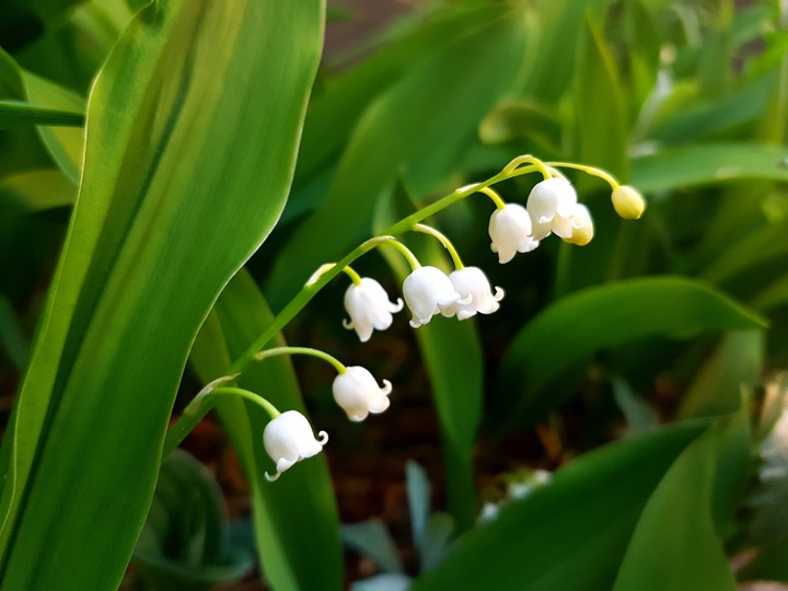 Spring