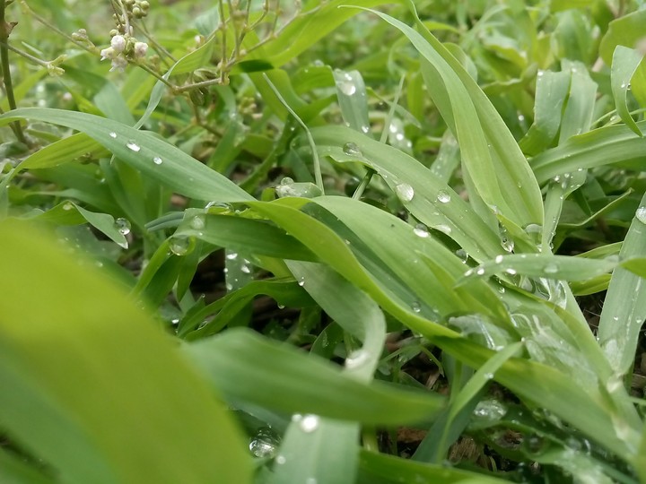 Morning Nature