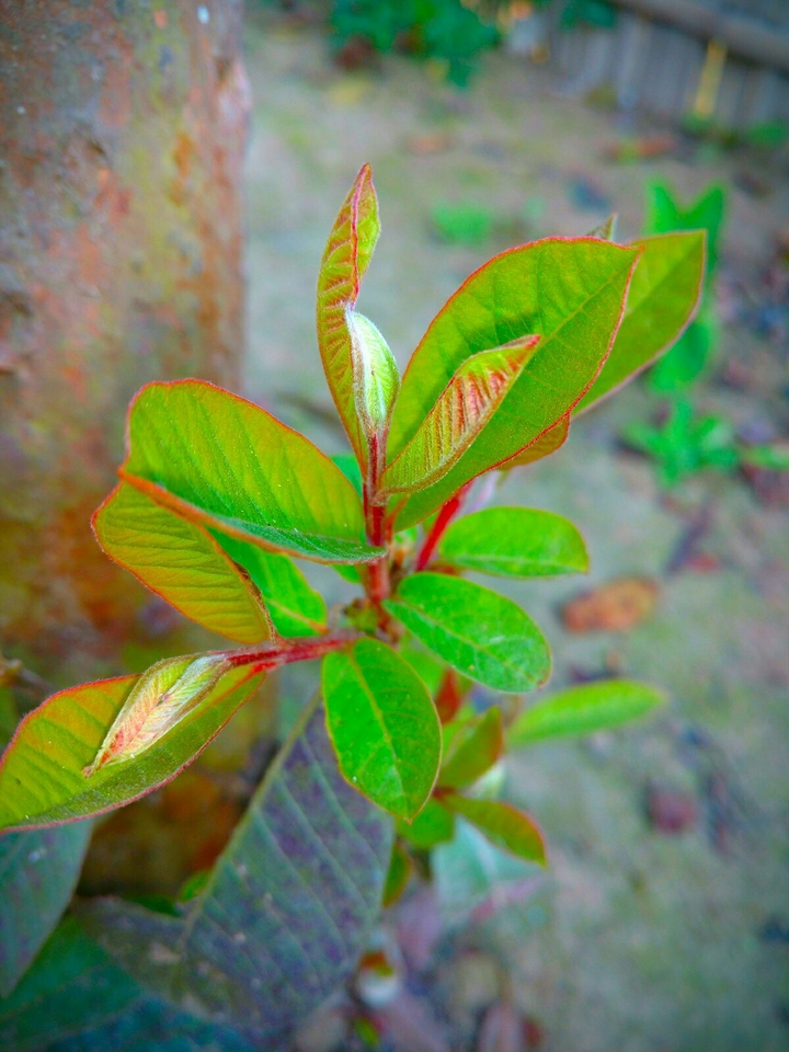 Guava's plant