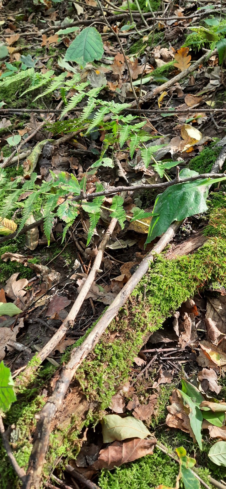wood