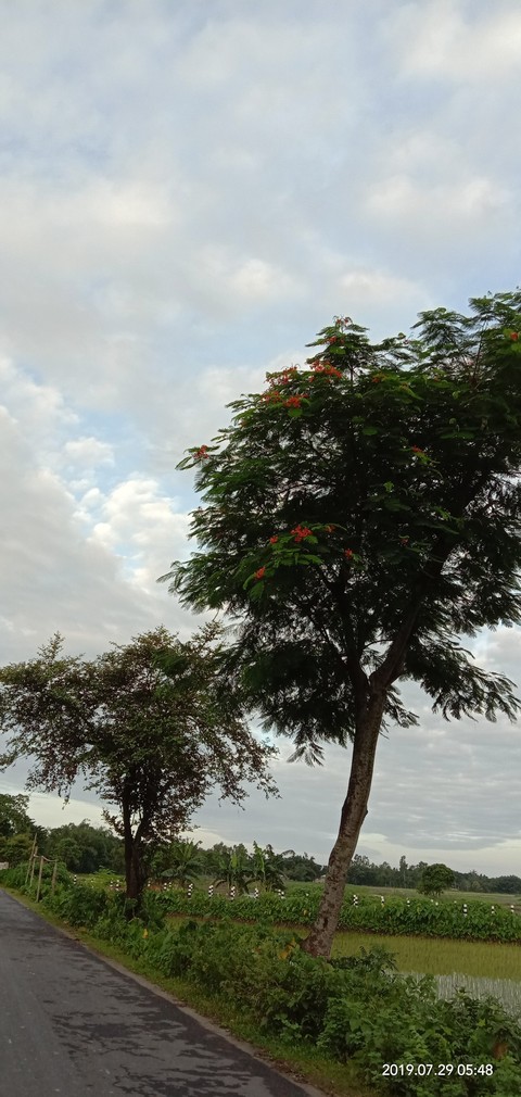 sfondi plant, sky