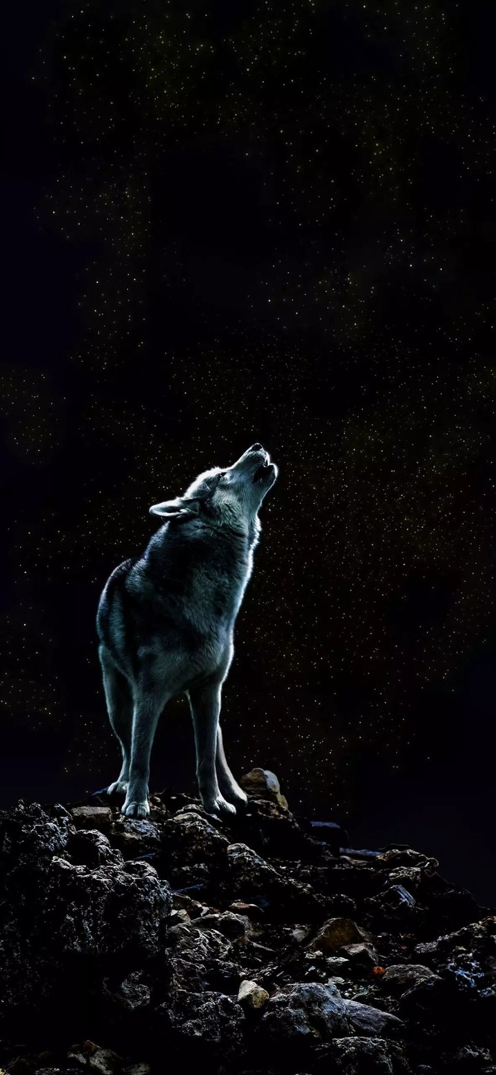 ☆☆☆