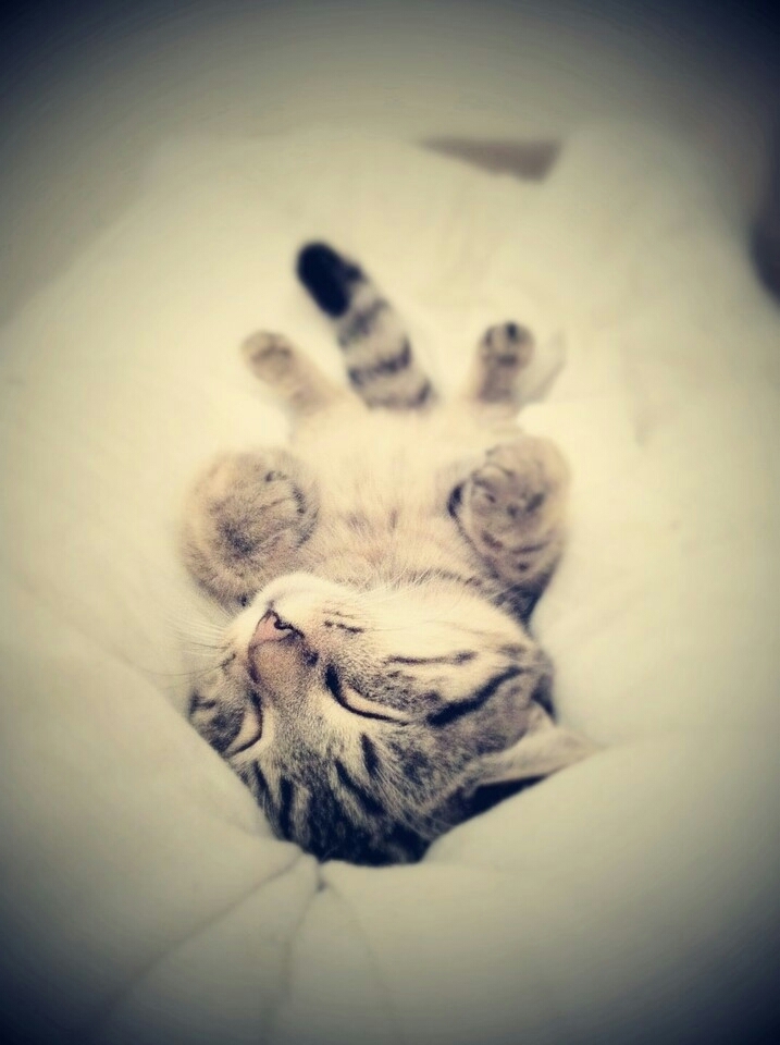 cute cat