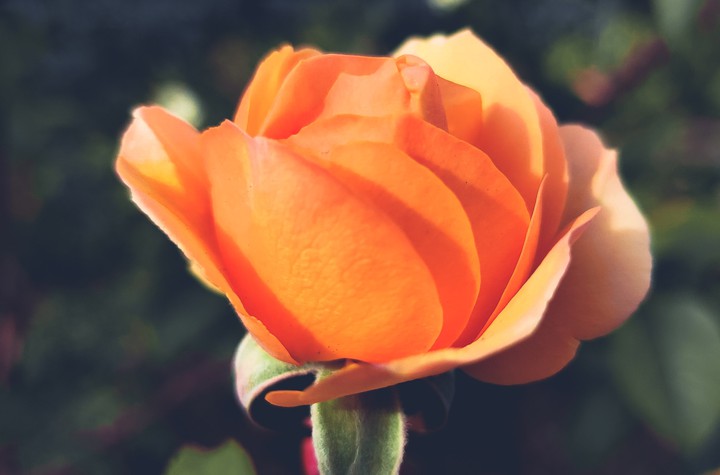 rose