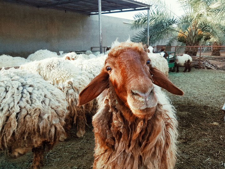 sheep