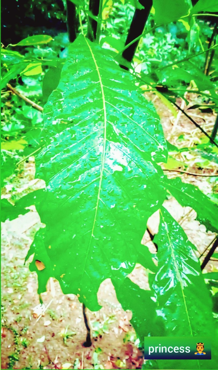 nature's  own