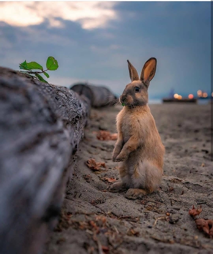 ? Rabbit