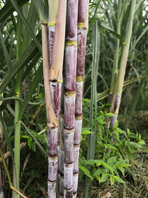 my click sugarcane