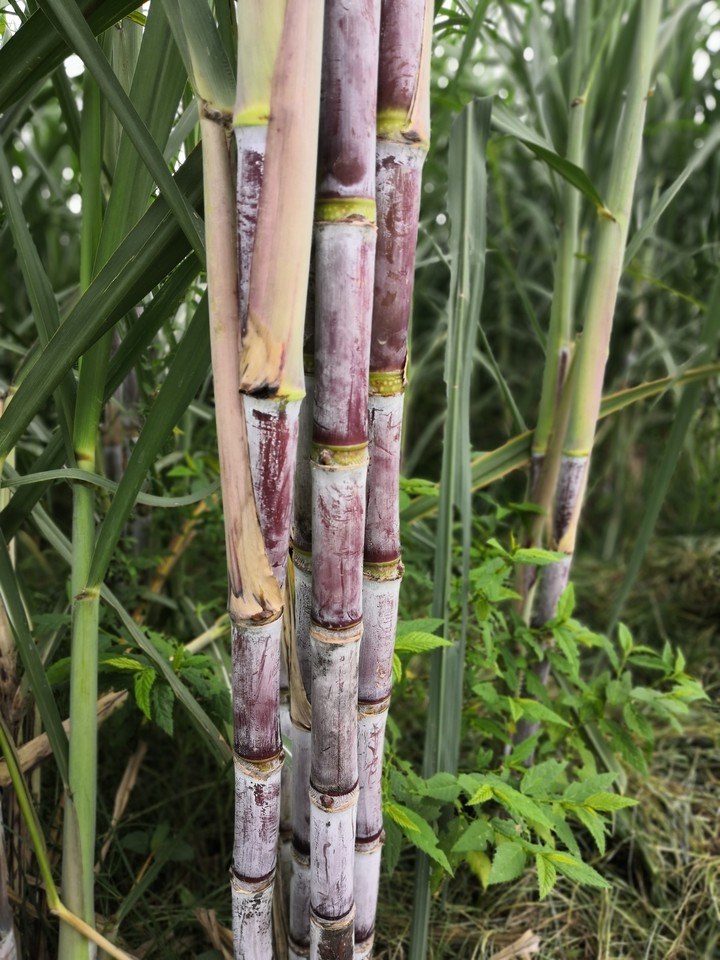 my click sugarcane