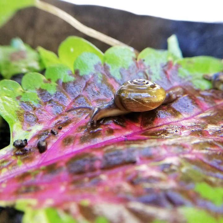 Snail