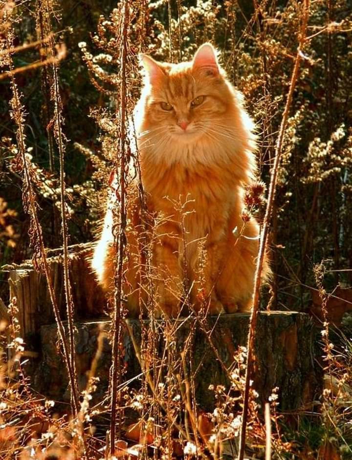 olha o gatinho