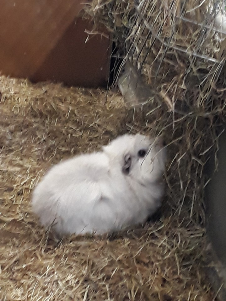 guinea pig