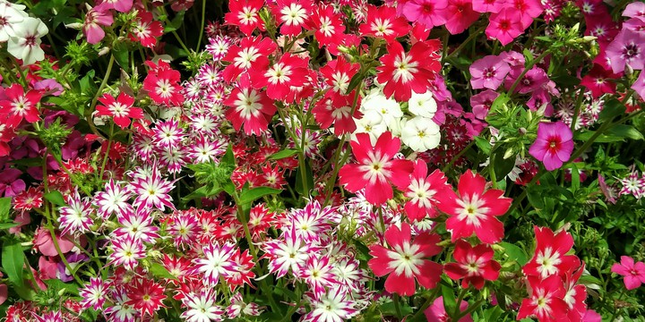 Blossom