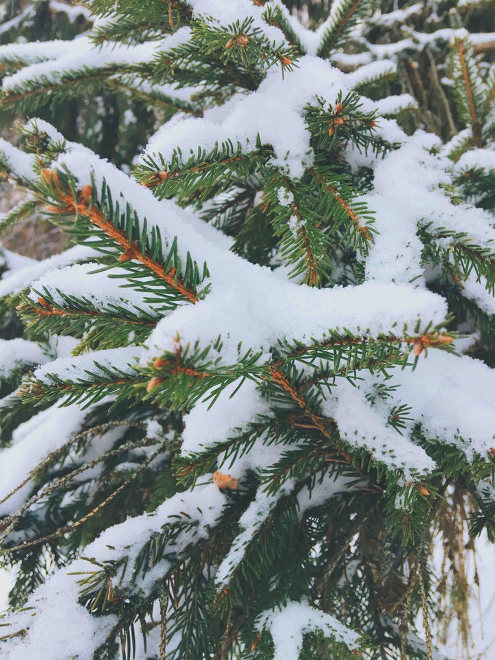 nature