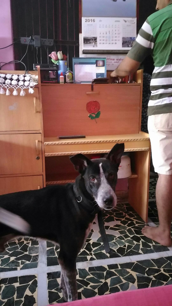 Dog