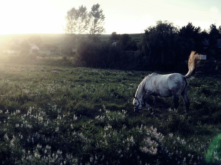Horse