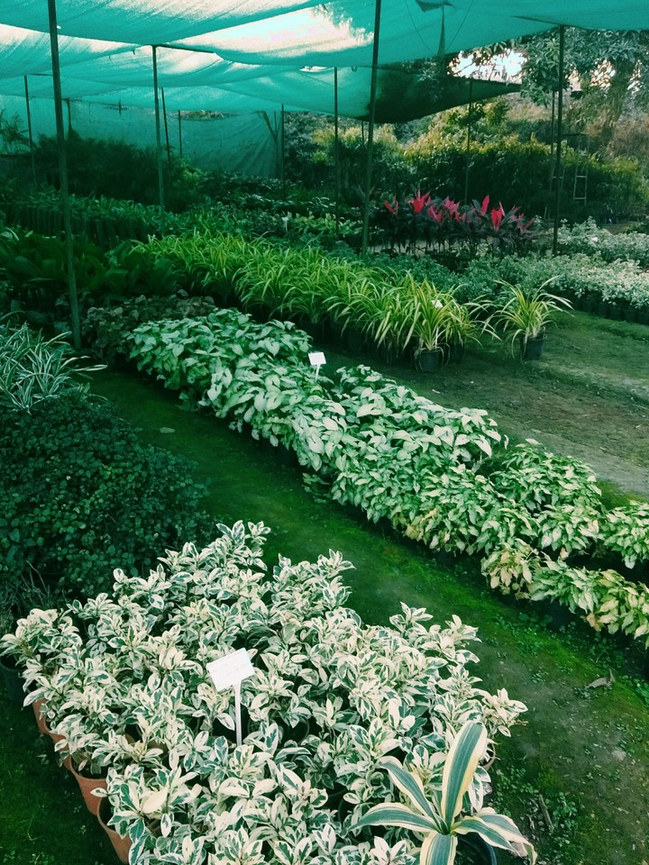 PLANTS
