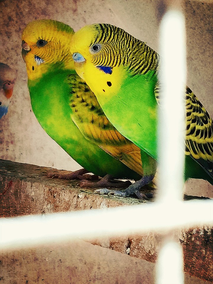 green love