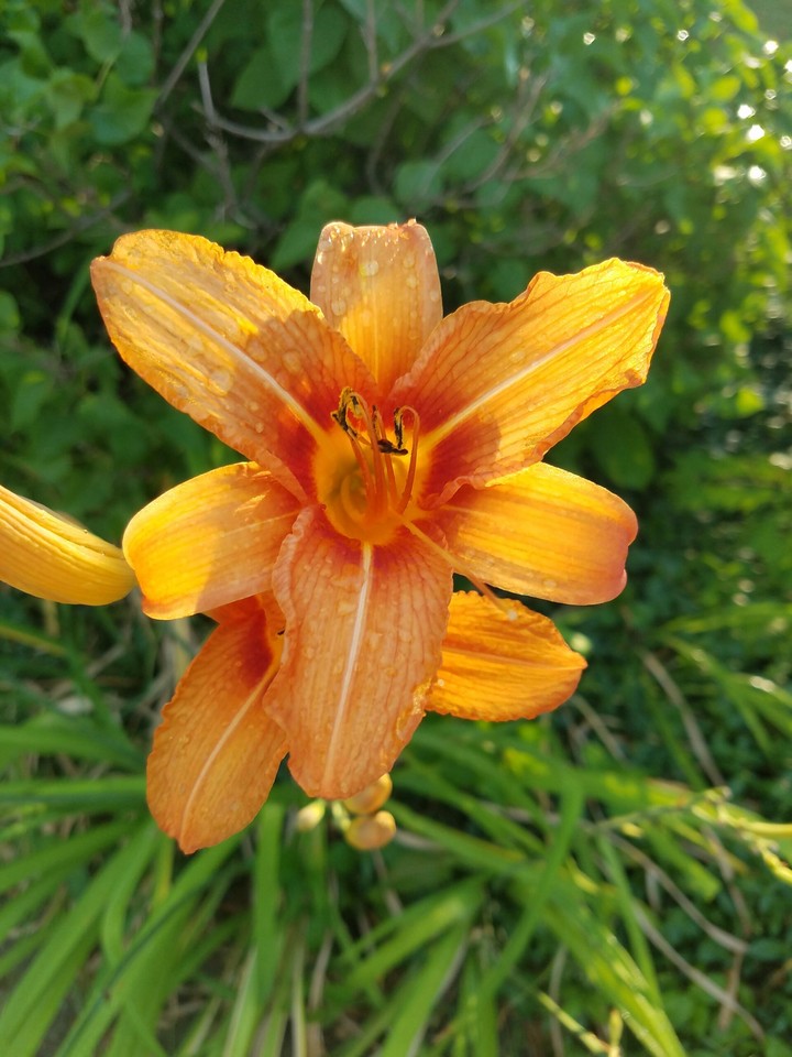 daylilly
