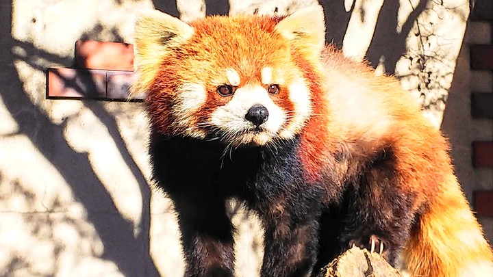 Red panda