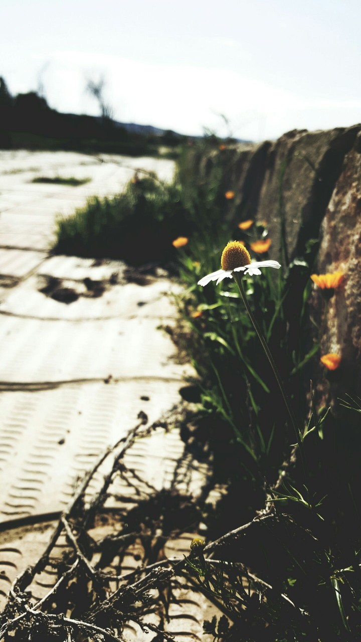 Pic
