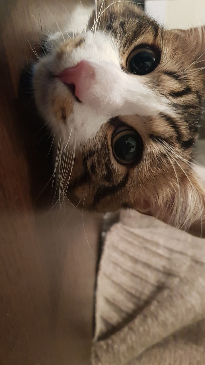 my best freind Neko!