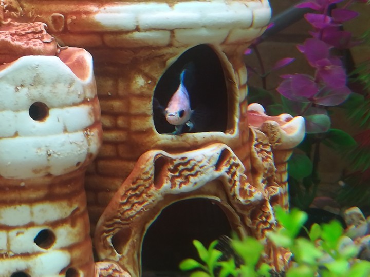 Betta splendens 2