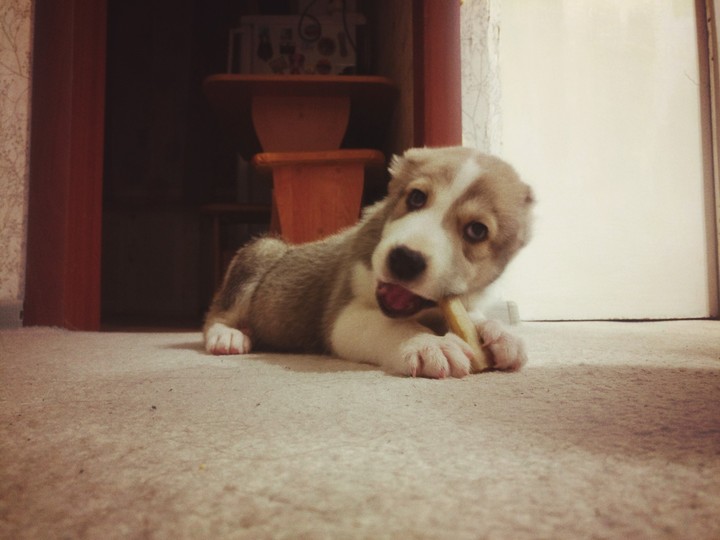 My boy