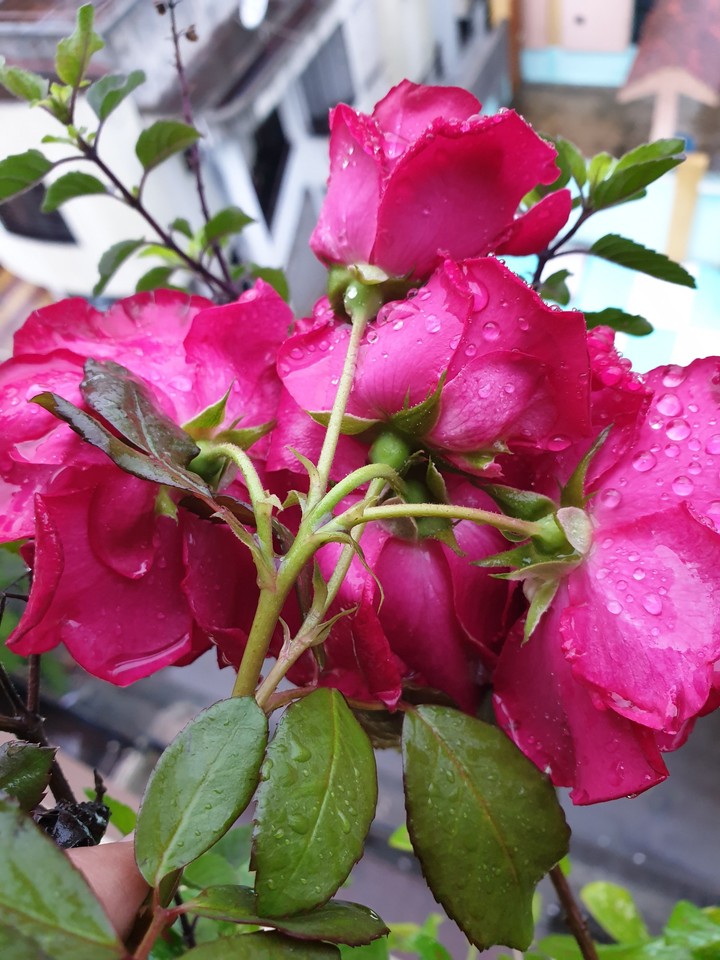 Red roses