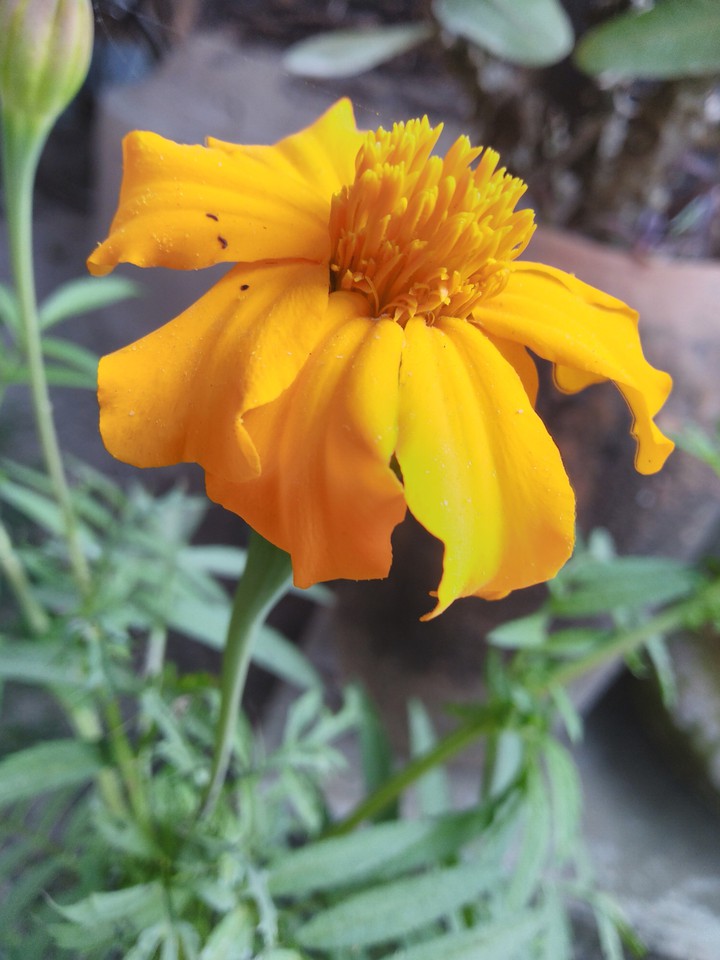 marigold