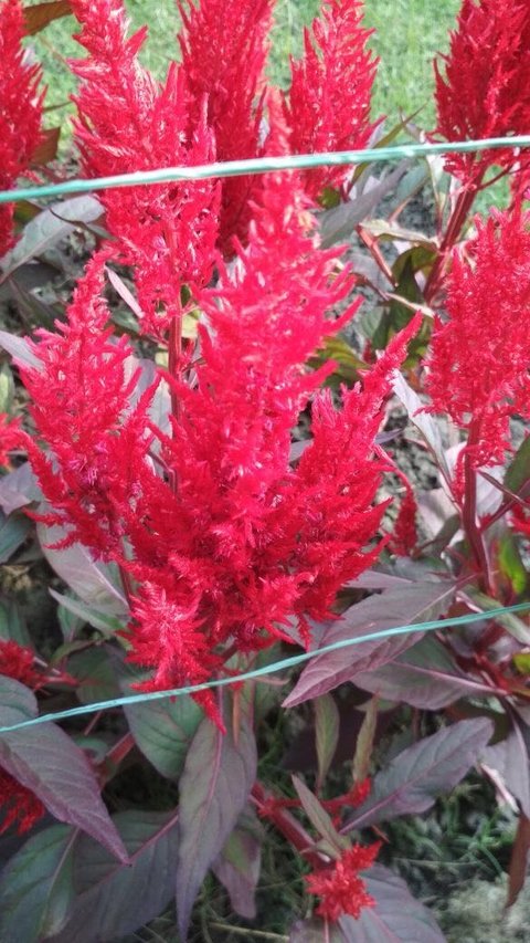 sfondi flower, plant