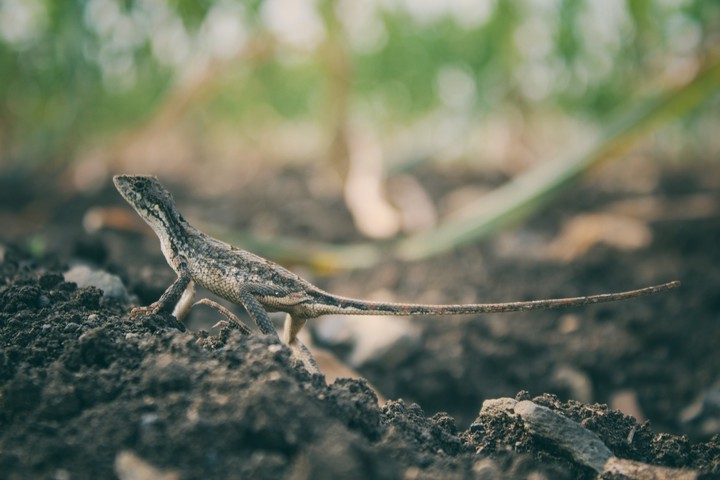 Reptile!