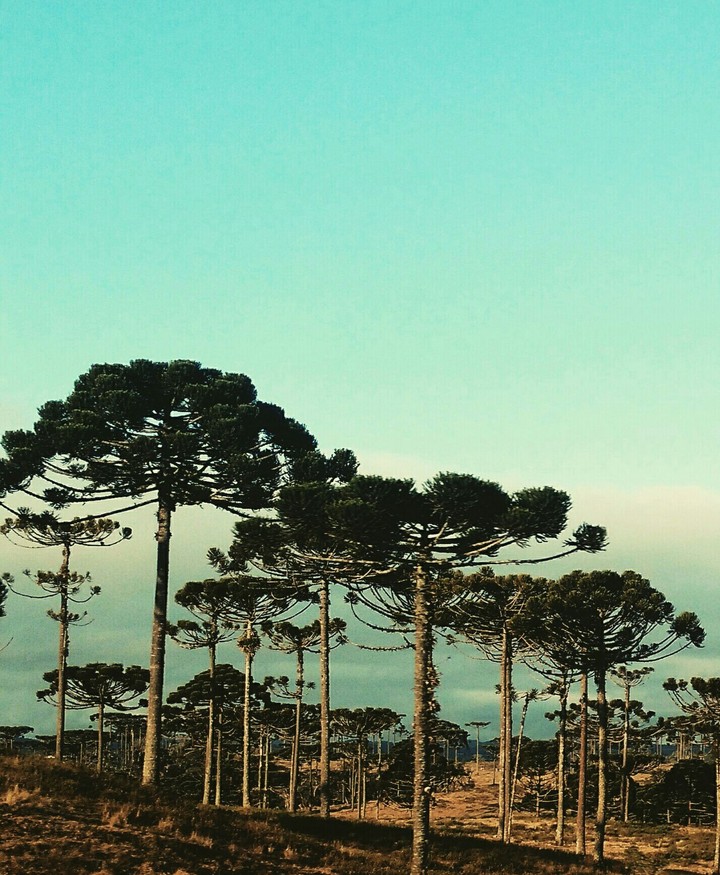 araucárias