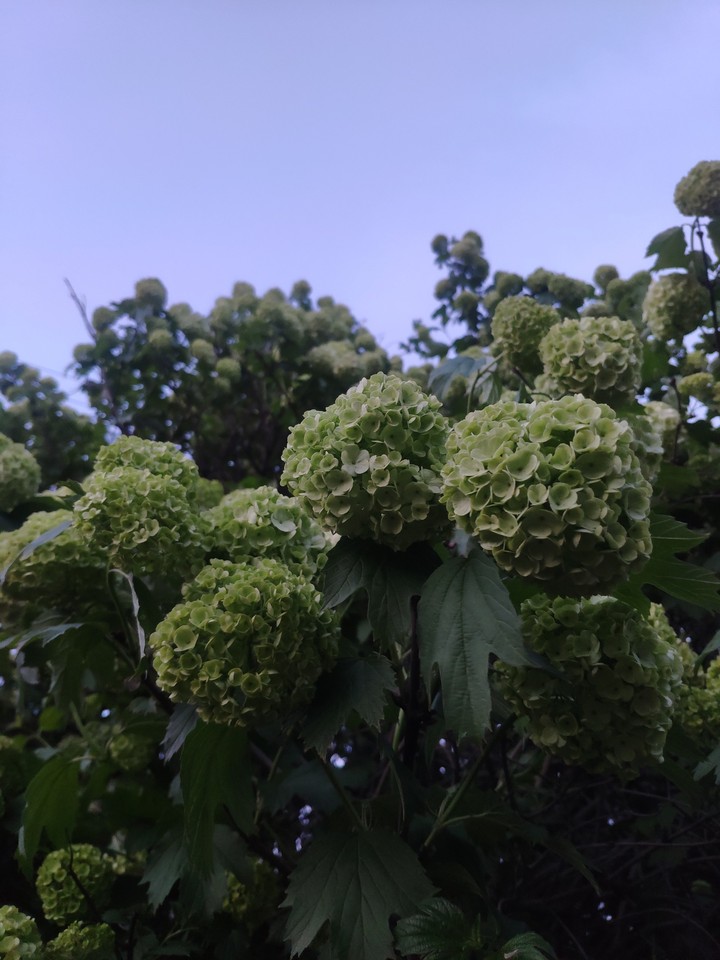 Green flower