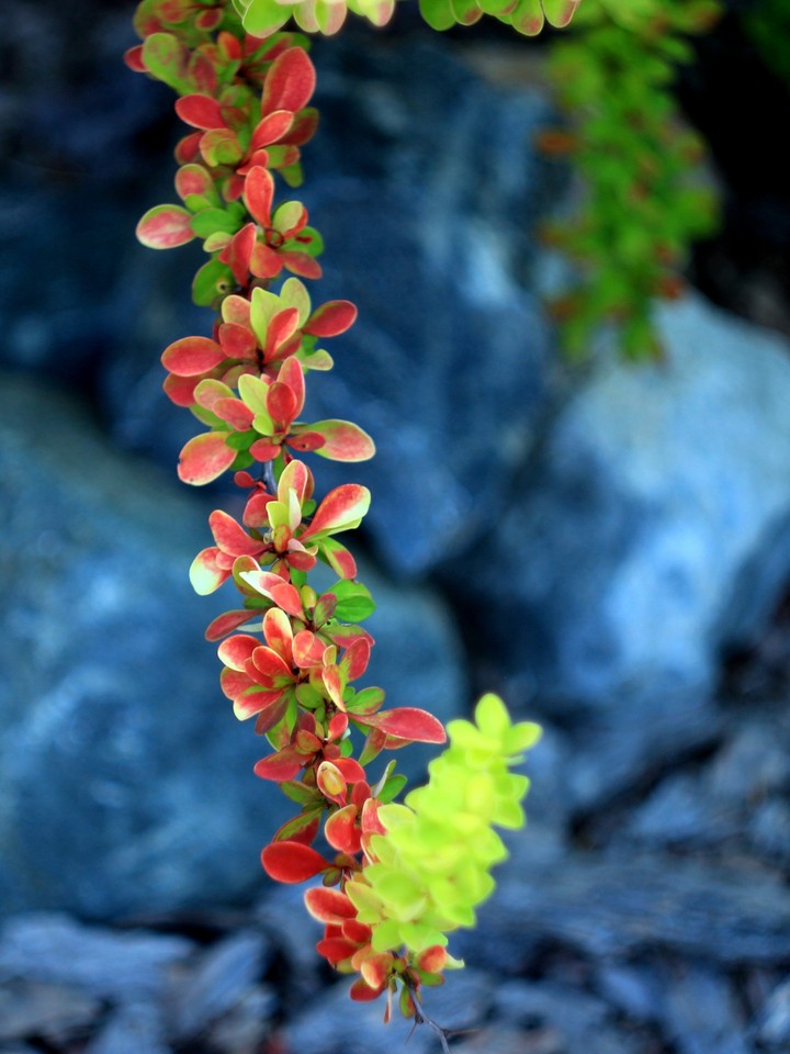 Barberry. Beautiful branch