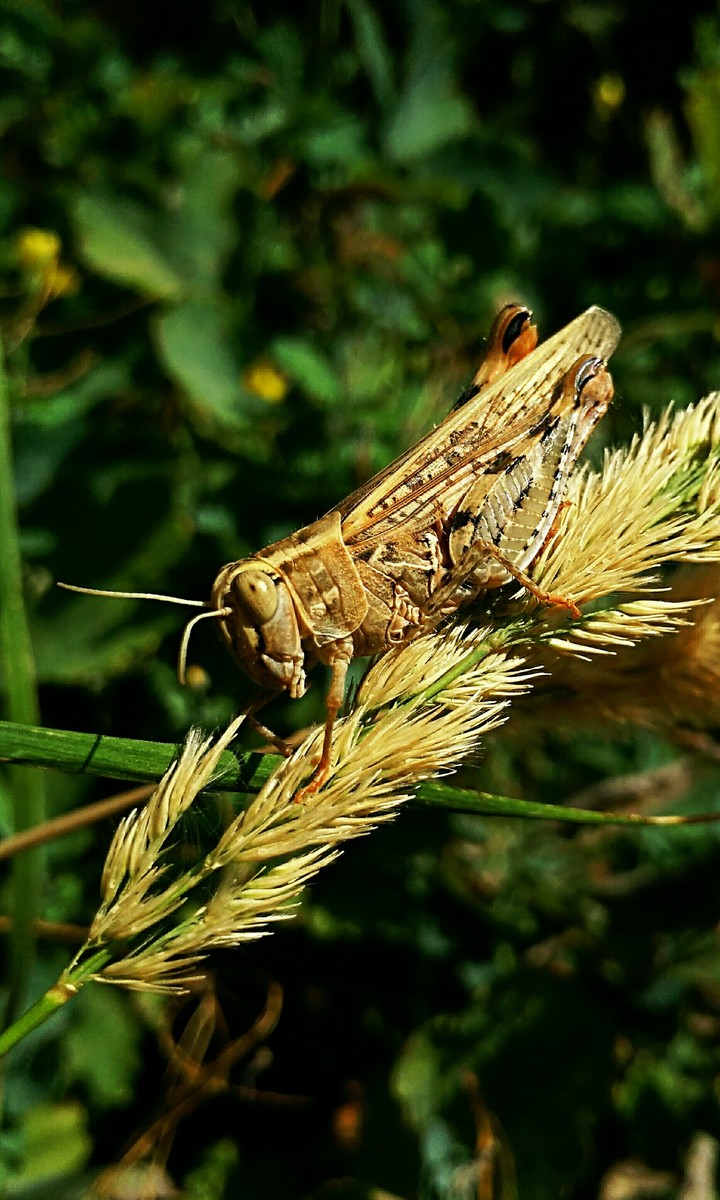 Grasshopper