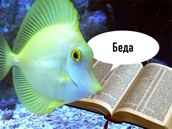 рыба учиться читать