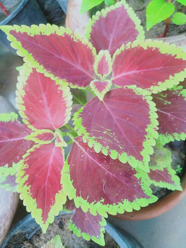 plant