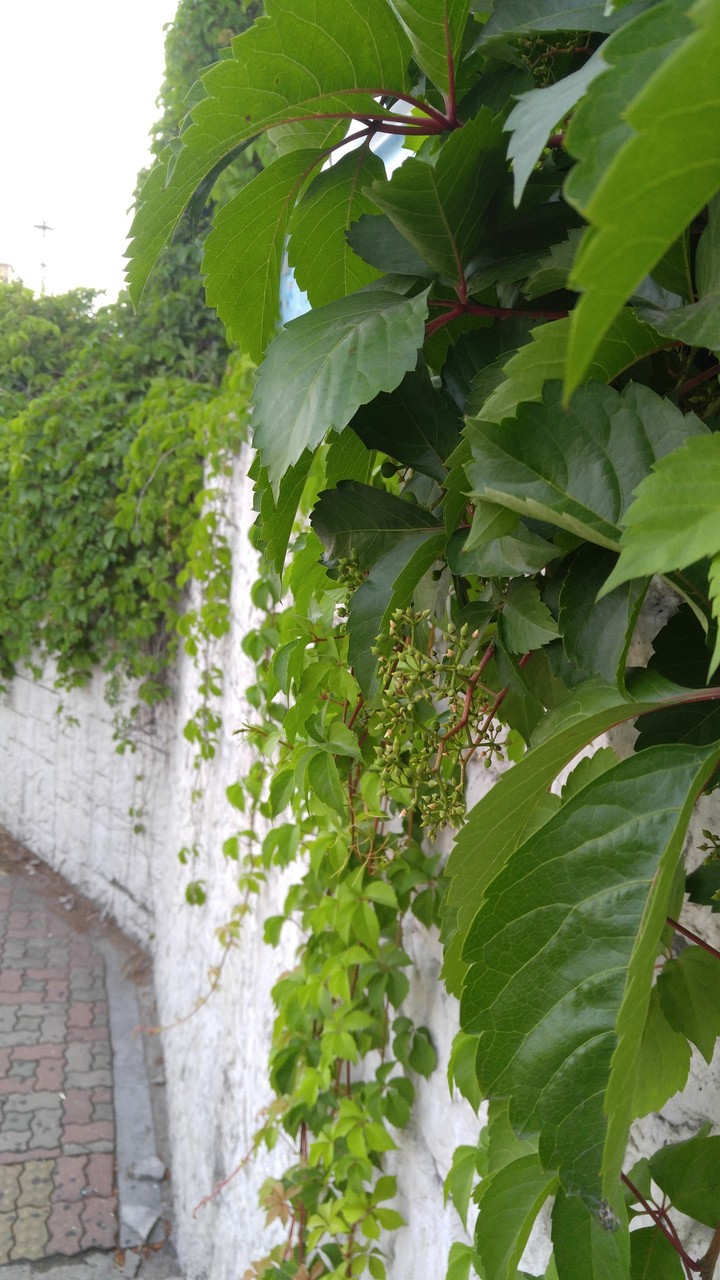 ivy