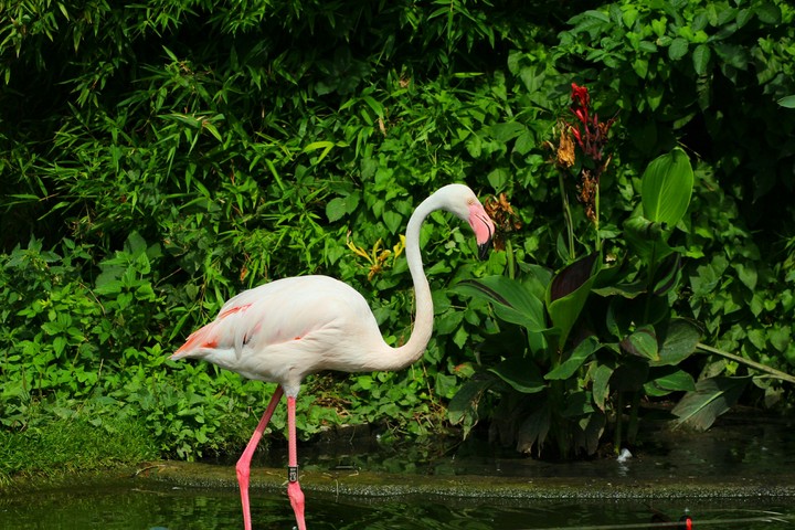 Flamingo