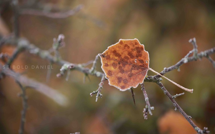 Herbst