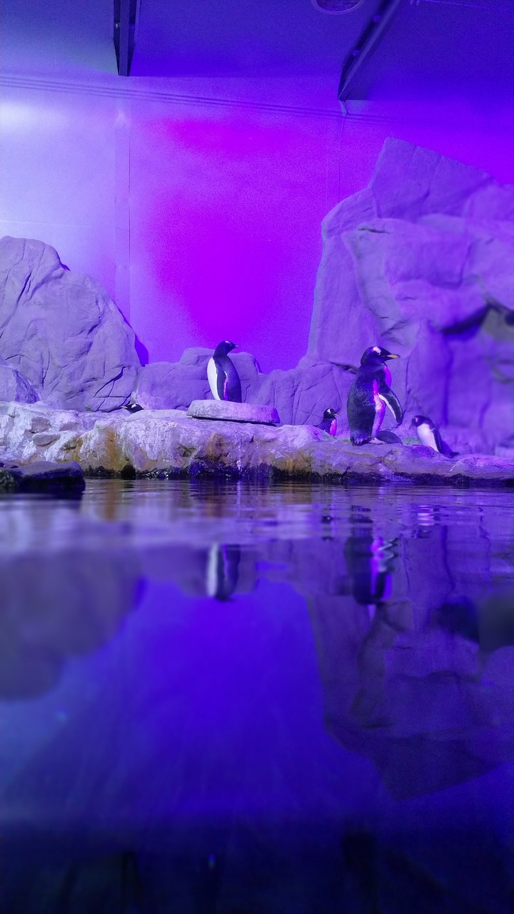 pinguins