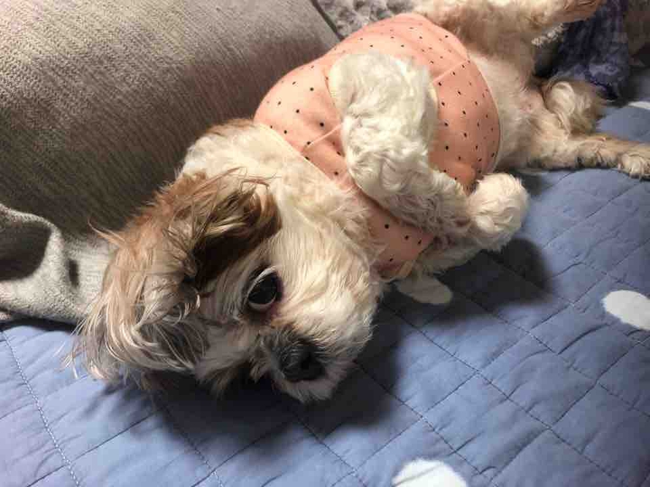 dog