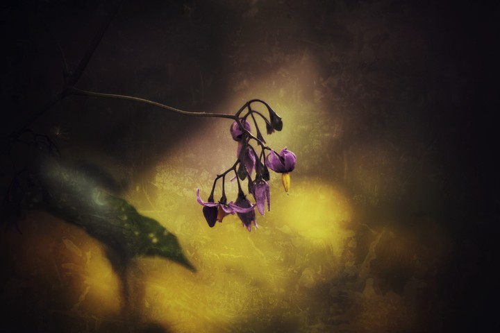 Forest flower in the twilight