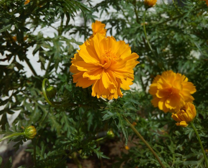 yellow