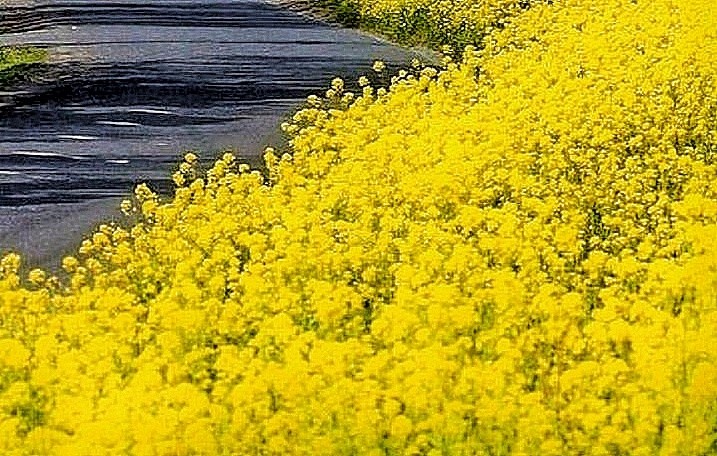 #yellow